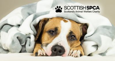 Scottish SPCA issues urgent appeal for blankets